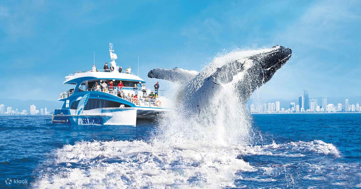 Why People Love Whale Watching